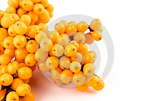 Sea-buckthorn berries branch on a white background