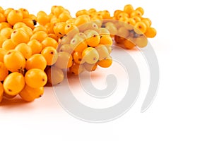 Sea-buckthorn berries branch on a white background