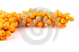 Sea-buckthorn berries branch on a white background