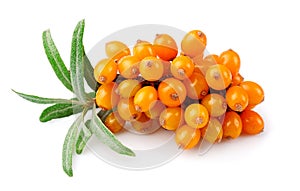 Sea buckthorn berries branch