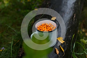 sea buckthorn berries in iron mugs in the forest.