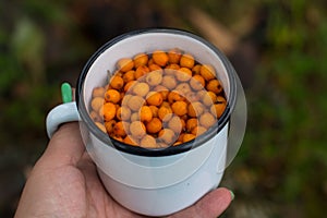 sea buckthorn berries in iron mugs in the forest.