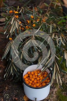 sea buckthorn berries in iron mugs in the forest.