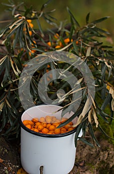 sea buckthorn berries in iron mugs in the forest.