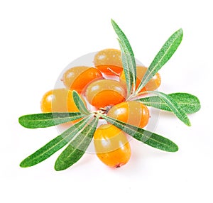 Sea buckthorn berries isolated on the white