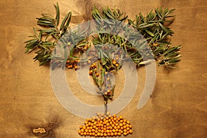 Sea buckthorn berries, leaves and branches on a wooden background. Tree