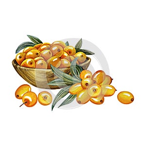 Sea buckthorn berries in a wooden bowl. Watercolor hand drawn illustration. Isolate on white background. For cosmetology