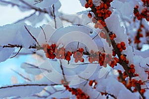 Sea buckthorn branch covered with snow