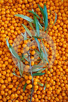 Sea buckthorn branch is fruitful on a background of leaves and berries are scattered