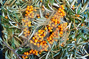 Sea buckthorn branch is fruitful on a background of leaves and berries are scattered