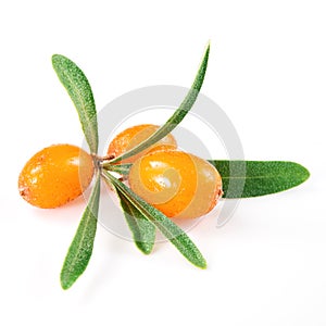 Sea buckthorn branch isolated on the white