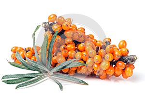 Sea buckthorn branch with leaves isolated on white background