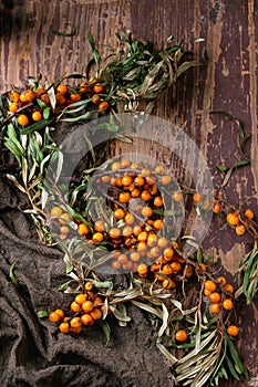 Sea buckthorn on a branch