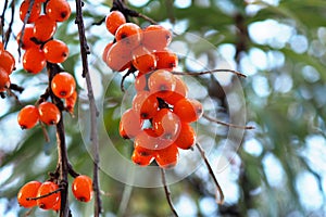 Sea buckthorn branch with ripe fruits in autumn. Close-up. A bunch of orange berries against a background of leaves and a cold sky