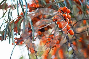 Sea buckthorn branch with ripe fruits in autumn. Close-up. A bunch of shiny orange berries and green leaves. Bright illustration