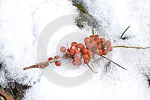 Sea buckthorn branch on the snow