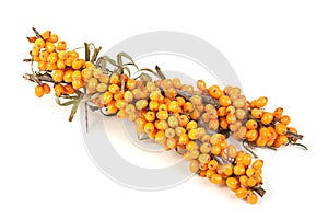 Sea-buckthorn branch on white