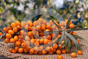 Sea buckthorn branch on a wooden table with blurred garden background