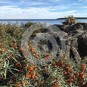 Sea buckthorn bushes