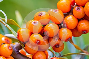 Sea buckthorn. Different parts of sea buckthorn have been used as folk medicine, Berry oil, either taken orally as a dietary