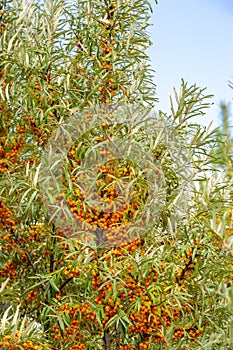 Sea buckthorn. Different parts of sea buckthorn have been used as folk medicine, Berry oil, either taken orally as a dietary