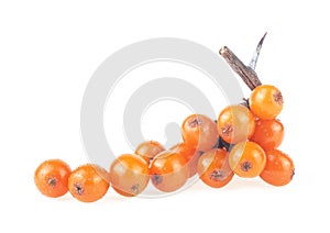 Sea buckthorn - Fresh ripe berries on branch isolated over white