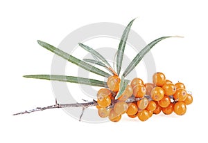 Sea buckthorn - fresh ripe berries with leaves isolated on white background. Sea buckthorn berries branch
