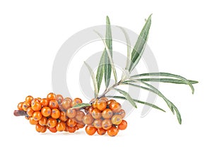 Sea buckthorn - fresh ripe berries with leaves isolated on white background. Twig of sea buckthorn with berries and leaves