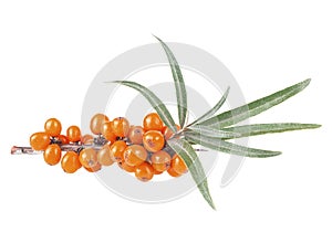 Sea buckthorn - Fresh ripe berry with green leaves on branch isolated on white background