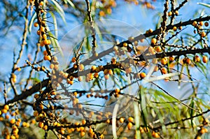 Sea-buckthorn fruit on a tree