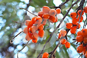 Sea buckthorn fruits hang on a bush branch close-up. Ripe orange berries on a background of leaves and a blue cold sky. Bright,