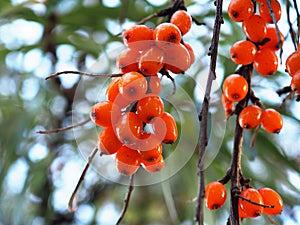 Sea-buckthorn fruits hang on a bush branch close-up. Ripe orange-yellow berries on a background of leaves and blue sky. Bright,