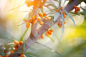 Sea buckthorn growing on a tree closeup