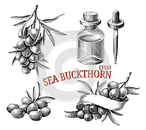 Sea buckthorn hand drawing vintage engraving style black and white clip art