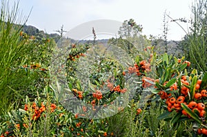 Sea Buckthorn - Hippophae rhamnoides.