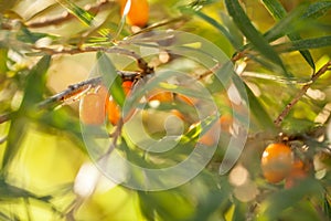 Sea buckthorn / Hippophae rhamnoides