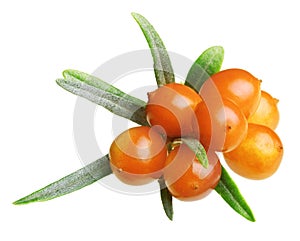 Sea buckthorn isolated photo