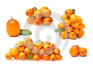 Sea buckthorn isolated photo