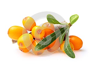 Sea buckthorn isolated photo