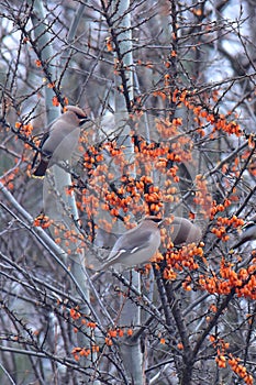 Sea buckthorn and pipits