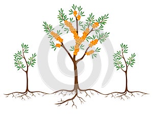 Sea buckthorn plant with root suckers on a white background.