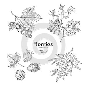 Sea buckthorn, strawberry, rosehip, currant. Berries isolated on white background. Hand drawing style vintage engraving