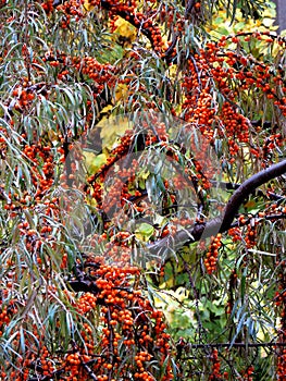 Sea buckthorn tree branches orange fruits berries