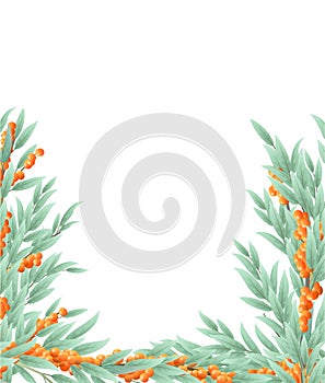 Sea buckthorn tree with ripe fruits. Branches in the form of a frame. Garden plant with edible crop. Branch with foliage