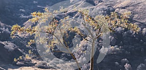 Sea buckthorn tree with ripe fruits of orange color in the mountains in backlit sunlight in autumn