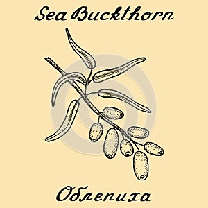 Sea buckthorn. Vector ink drawing and text