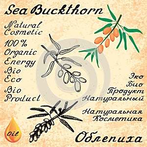 Sea buckthorn. Vector set of 3 drawing and text
