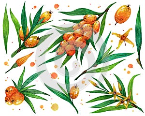 Sea buckthorn watercolor set. Hand-drawn illustration isolated on white background. Garden fruit tree - branches, ripe berries
