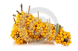 Sea-buckthorns berries