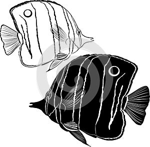 Sea butterfly fish